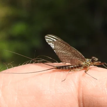 Танец одного дня: магия падёнок на воде